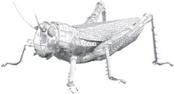 Metal Earth - Grasshopper