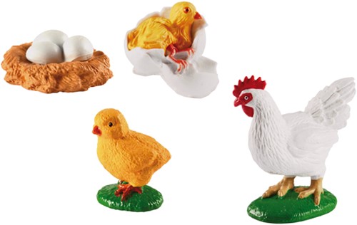 Chicken life cycles