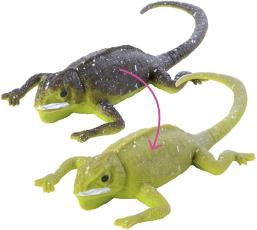 Lizard with colour change-2