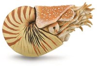 COLLECTA Nautilus Pompilius - (XL)