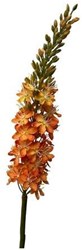 Roberts Collection Kunstblume Eremurus Spray Orange Dekoration 82cm