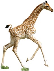 MAD CAPP Puzzle Spielzeug - Giraffe Tierpuzzle 48 Teile aus Karton
