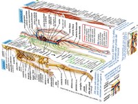 BigJigs Menschlicher Körper Würfelbuch Italienisch-3