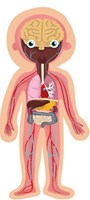 APLI Kids Lernspiel Magnetisches menschliches Körper Anatomie 63-teilig-2