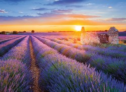 Nathan Puzzle Französische Regionen Lavendelroute Valensole 500 Teile