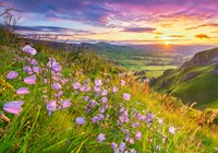 Castorland Puzzle Blumen Herebells Sonnenaufgang - 500 Teile