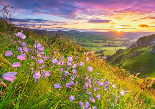 Castorland Puzzle Blumen Herebells Sonnenaufgang - 500 Teile