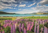 Pzl 1500 HQC Lupins At Lake Tekapo 2025