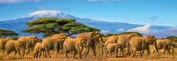 Nathan Panorama Puzzle Elefantenherde 500 Teile Puzzlespiel Erwachsene