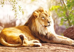 Nathan Puzzle King of the Savannah 1500 Teile Erwachsene
