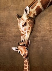 Eurographics Puzzle Tiere Giraffe Mutter und Baby - 1000 Teile Karton