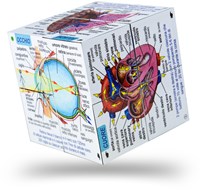 BigJigs Menschlicher Körper Würfelbuch Italienisch